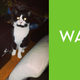Illustration for article titled Look At These Dogs And Cats Confused By Xbox One